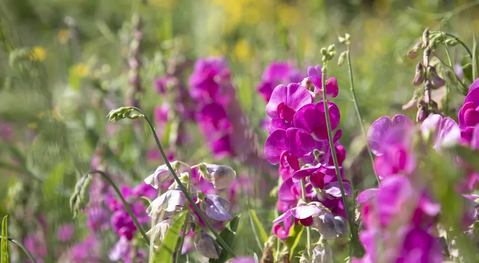 Lampton Parkside - Local Area 007